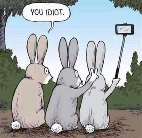 bunny pictures cartoon|funny bunny pictures cartoons.